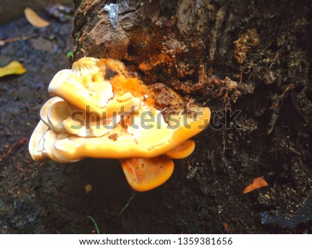 Mushrooms that follow the krone tree
