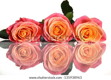 gorgeous roses on a white background