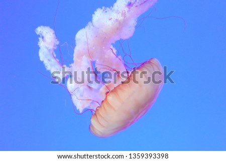 Abstract jelly fish 