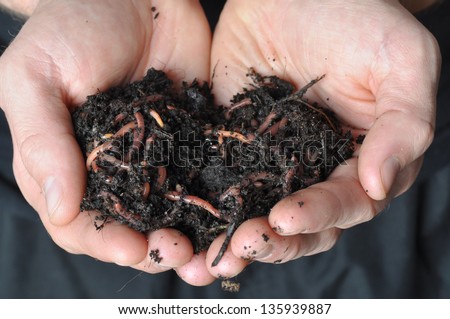 Group of earthworms in hands