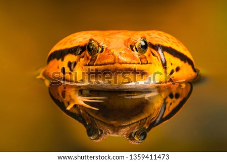 Tomato frog (Dyscophus) with reflection in the water, when threatened it puffs up its body. Tomato frog is endemic to Madagascar.