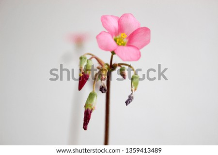 
pink flower Clover