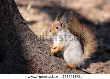 Cute red squirrel animal is sitting on a pine forest branch on a Sunny spring day in a wild animal forest. Amazing picture of beautiful solar squirrel 