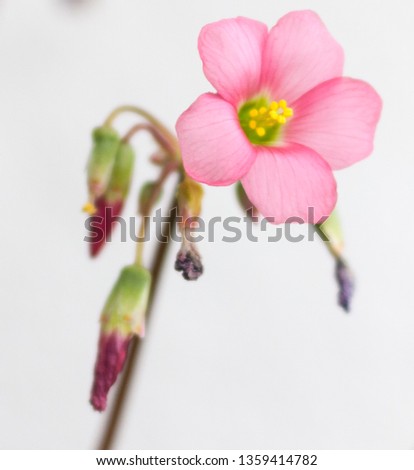 
pink clover flower