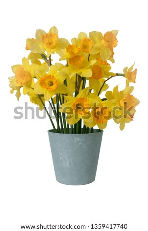 Daffodils potted in flower pot.Houseplant