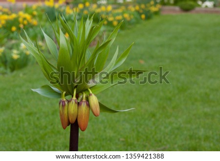 Lily buds against lawn with flower bed in background and copy space - image