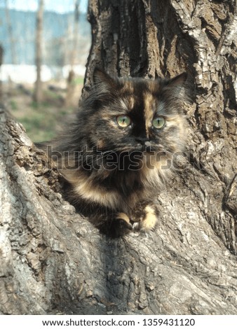 
Black and red cat with a beautiful color lurking on a tree