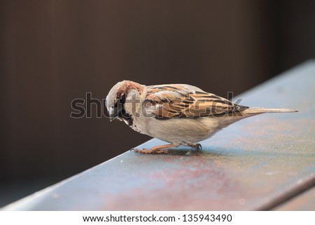 picture of a beautiful male sparrow