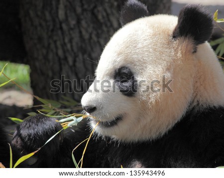 Picture of a beautiful panda eating bamboo