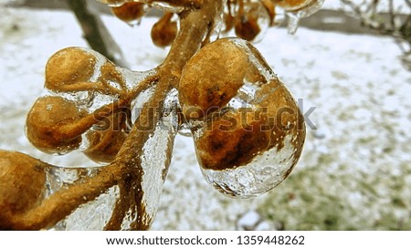 A branch of a tree with buds, covered with ice during a freezing rain in Bucharest, Romania