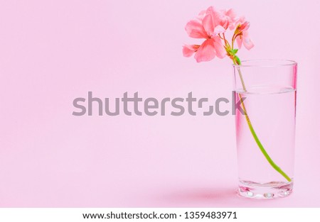 A geranium flower of coral color stands in a glass beaker with clear water against a background of a delicate coral color