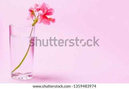 A geranium flower of coral color stands in a glass beaker with clear water against a background of a delicate coral color