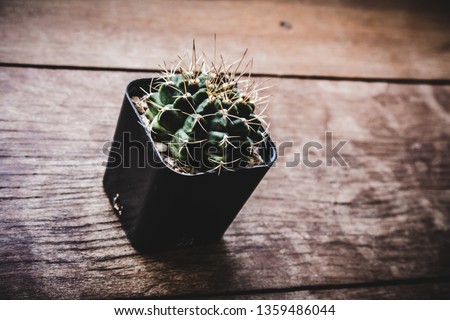 Cactus background on the table.