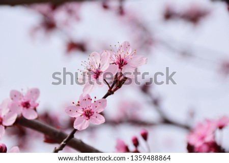 Plum branch with three pink flowers on a blurred blue background. Macro. Shallow depth of field, selective focus. 