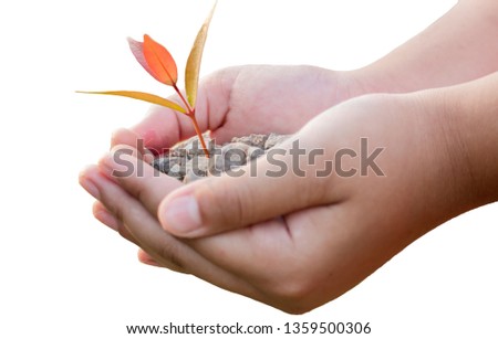 Hands are planting tree.