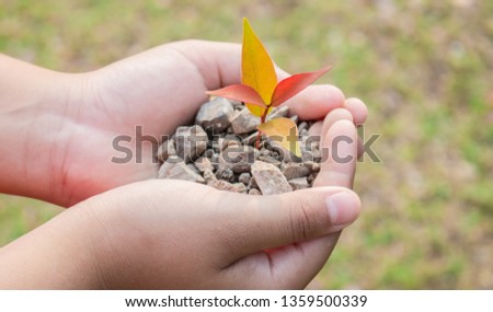 Hands are planting tree.