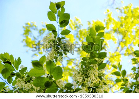Green background with beautiful tree leaves. Spring and summer nature background. Greenery natural photo backdrop.