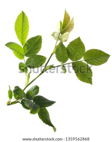 Rose Branch with leaves
