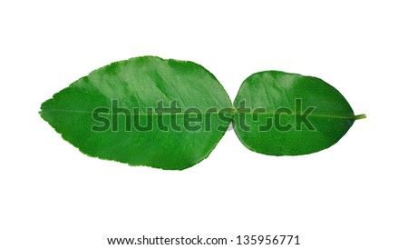 Kaffir lime leaves