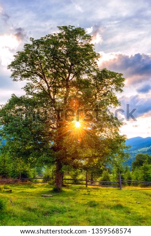 Amazing nature, summer sunset landscape. Mountainside with green tree in sunlight, sunny grass and blue sky with clouds. Outdoor travel background, vertical image