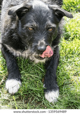 Cross bred terrier showing tongue
