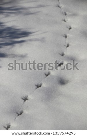 Track line of the city dove (Columba livia domestica Gmelin, 1789) on March snow in the garden