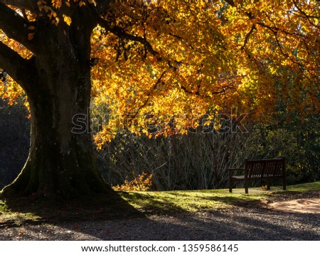 Magical light in the morning sun. Fairy forest in autumn. Dramatic scene and picturesque picture. Location: Aberfeldy Perthshire, Scotland