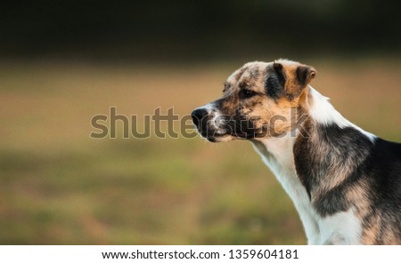 Close-up portrait of happy white and black hair mixed breed dog standing outside. Copy space