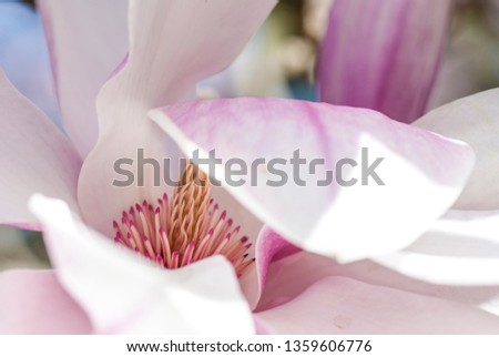 Magnolia tree during the spring