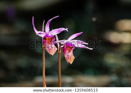 Wild Calypso Orchids, known as Fairyslipper Orchids, blooming in the forests of Marin County, north San Francisco bay area, California