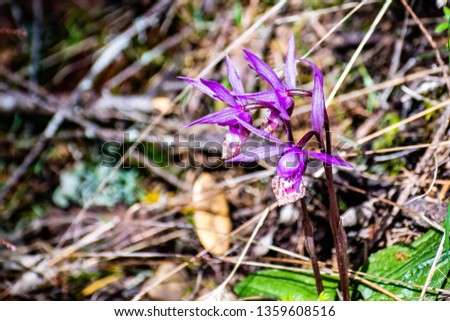 Wild Calypso Orchids, known as Fairyslipper Orchids, blooming in the forests of Marin County, north San Francisco bay area, California