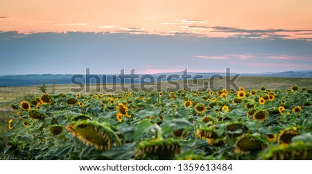 A field with sunflowers at sunset.