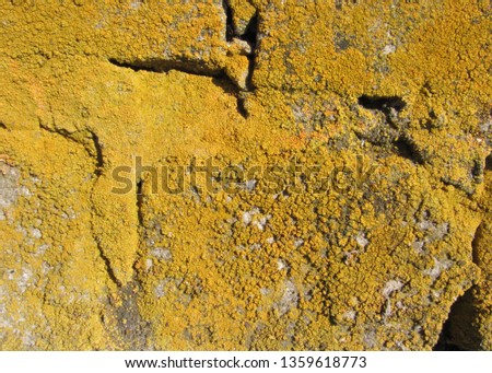 lichen moss black mold colony rock stone brick concrete cement construction macro closeup