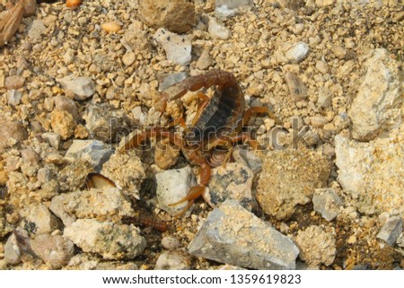 Common Yellow Scorpion, Buthus occitanieus. Taken Tarifa, Spain