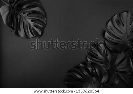 Black shiny monstera leaves creative layout border frame dark paper background flatlay. Room for text, copy, lettering. Fine poster empty space template. Unusual artistic luxurious cosmetics concept. Royalty-Free Stock Photo #1359620564