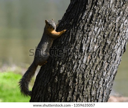 Picture of a squirrel climbing a tree.