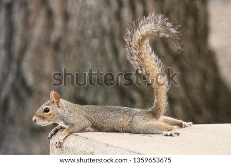 Squirrel Laying Flat on Its Stomach with Tail Up