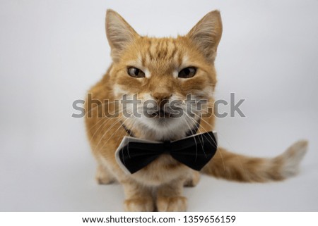 Red cat looking into the camera on a white background. A cat in a bow tie or tie. close-up. Pets. copy space. Isolate