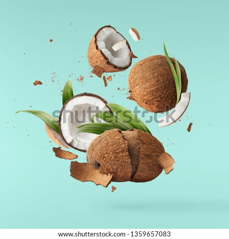 Flying in air fresh ripe whole and cracked coconut with palm leaves isolated on turquoise background. High resolution image, 3d concept