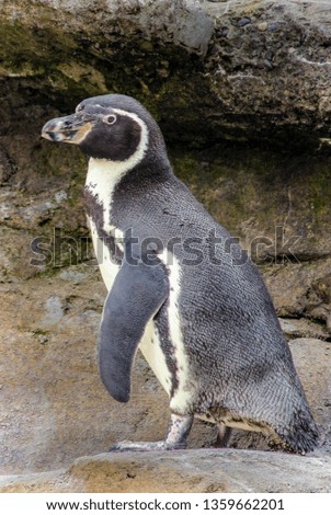 A color image of a penguin looking on.