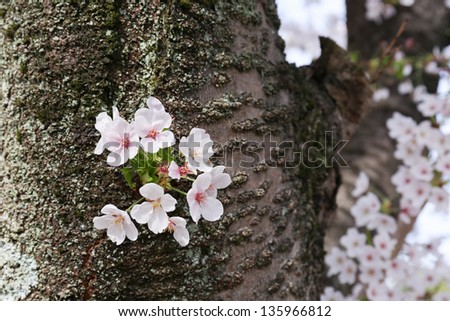 Cherry blossom or Sakura blooming in Japan