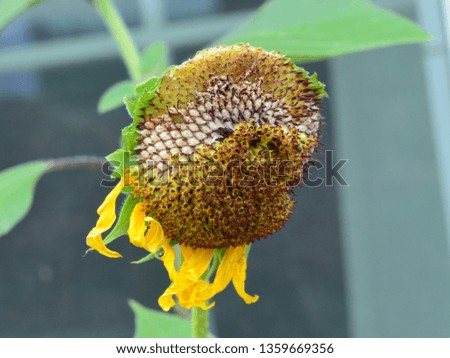 Sunflower that has seen better days