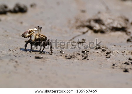 Fiddler Crab walking in the mangrove ,Thailand.