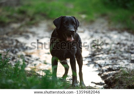 Portrait of black labrador breed dog bathing in a puddle and mud