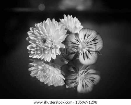 beautiful pansy and chrysanthemum in black and white reflecting on a mirror on a black background