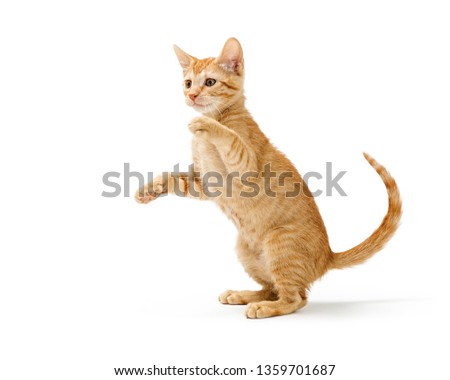 Cute frisky orange striped kitten sitting up raising arms to bat paws and play. Isolated on white.  Royalty-Free Stock Photo #1359701687