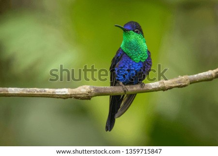 Hummingbird Costa Rica 