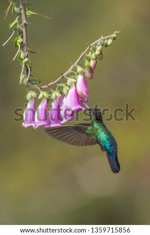 Hummingbird Costa Rica 