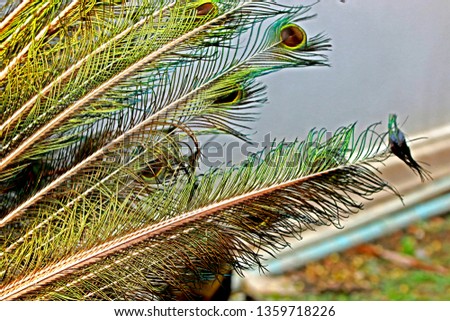 Peacock feather texture