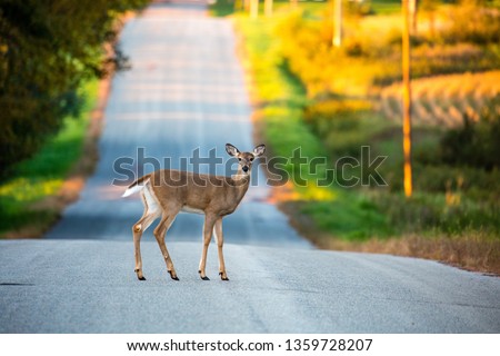 White tail deer (odocoileus virginianus) young female standing in the middle of a Wisconsin road in September Royalty-Free Stock Photo #1359728207